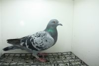 PL-0362-25-11427 Linia Vercammen x Will & Falco Ebben