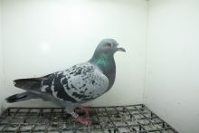 PL-0362-25-11427 Linia Vercammen x Will & Falco Ebben