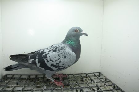 PL-0362-25-11427 Linia Vercammen x Will & Falco Ebben