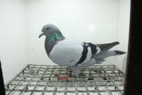 PL-0362-25-11431 100 % Henrii Vloemans Linia Hurican 51