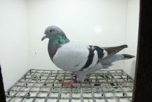 PL-0362-25-11431 100 % Henrii Vloemans Wnuk