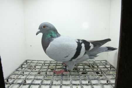 PL-0362-25-11431 100 % Henrii Vloemans Wnuk