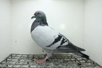 PL-0362-25-11440 Inbred 241  Linia kilku Asów na różnych  WG