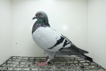 PL-0362-25-11440 Inbred 241  Linia kilku Asów na różnych  WG