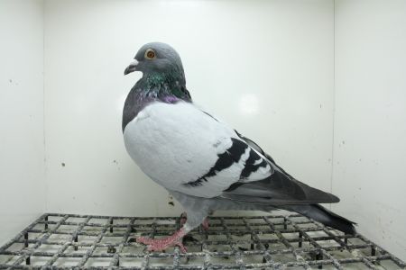 PL-0362-25-11440 Inbred 241  Linia kilku Asów na różnych  WG