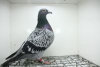 PL-0362-25-11441  Super Ciemny 241 , Ornat , Best Kittel  x Córka dwóch Olimpijczyków Kurt Gensheimer