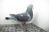 PL-0362-25-11444 Linia Wittenbuik 1432