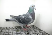 PL-0362-25-11444 Linia Wittenbuik 1432