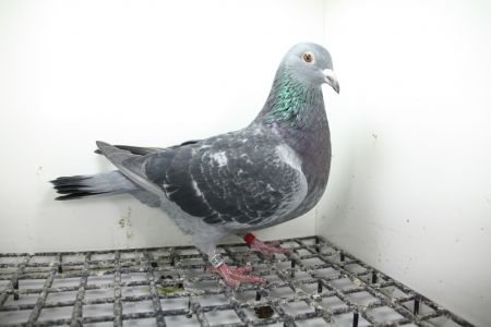 PL-0362-25-11444 Linia Wittenbuik 1432