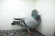 PL-0362-25-11448 Top na Wspólne Gołębniki !!!