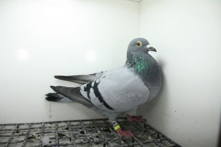 PL-0362-25-11448 Top na Wspólne Gołębniki !!!