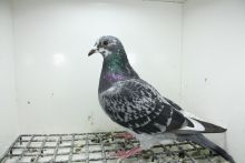 PL-0362-25-11451 Top na WG !!!