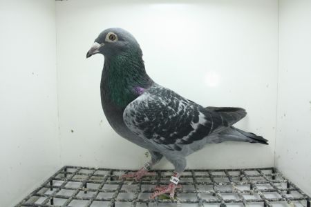 PL-0362-25-11452 Syn 241 x Siostra Olimpia 