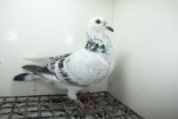 PL-0362-25-11453 Linia Porsche 911 , Best Kittel , Pitbull