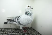 PL-0362-25-11453 Linia Porsche 911 , Best Kittel , Pitbull