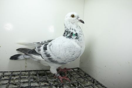 PL-0362-25-11453 Linia Porsche 911 , Best Kittel , Pitbull