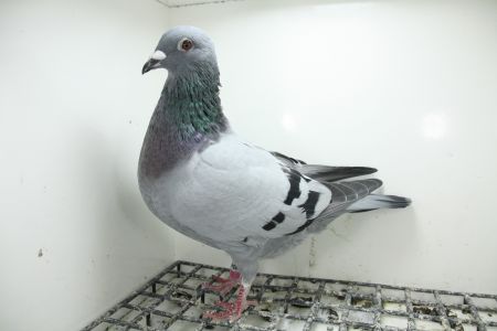 PL-0362-25-11454 wnuk Super Ciemny 241 x  Linia Hurican 51