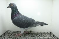 PL-0362-25-11456 Wnuk Super Ciemny  241