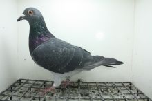 PL-0362-25-11456 Wnuk Super Ciemny  241