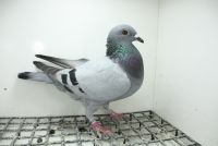 PL-0362-25-11462 Syn Złotej Medalistki x Córka Super Ciemny 241 Pełne rodzeństwo 15 - Półfinał OLR Giewont  2025 r.