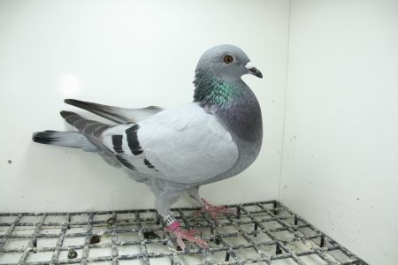 PL-0362-25-11462 Syn Złotej Medalistki x Córka Super Ciemny 241 Pełne rodzeństwo 15 - Półfinał OLR Giewont  2025 r.