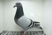 PL-0362-25-11463 Pełne rodzeństwo 15 Gołębia z Półfinału OLR Giewont 2025 r.