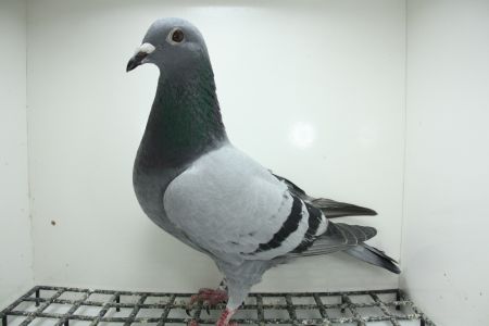 PL-0362-25-11463 Pełne rodzeństwo 15 Gołębia z Półfinału OLR Giewont 2025 r.