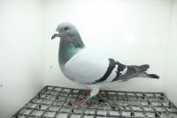 PL-0362-25-11467  Vercammen x Vloemans