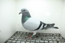 PL-0362-25-11467  Vercammen x Vloemans