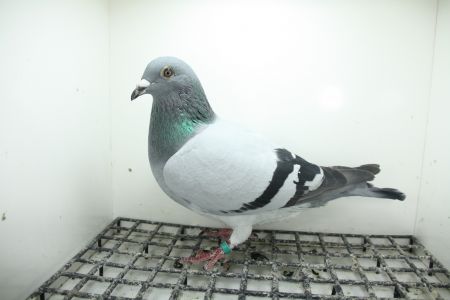 PL-0362-25-11467  Vercammen x Vloemans