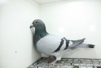 PL-0362-25-11471 Inbred Super Ciemny 241