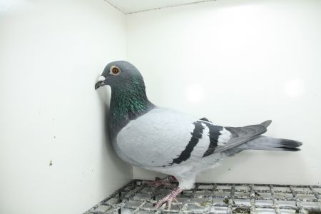 PL-0362-25-11471 Inbred Super Ciemny 241