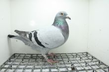 PL-0362-25-11472 Córka 23 Asa OLR Krakus  x Córka Pełnego Brata HURICAN 51 !!