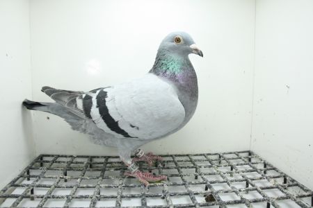 PL-0362-25-11472 Córka 23 Asa OLR Krakus  x Córka Pełnego Brata HURICAN 51 !!