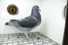 PL-0362-25-11474 Inbred Super Ciemny 241 x Inbred  474