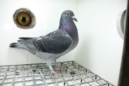 PL-0362-25-11474 Inbred Super Ciemny 241 x Inbred  474