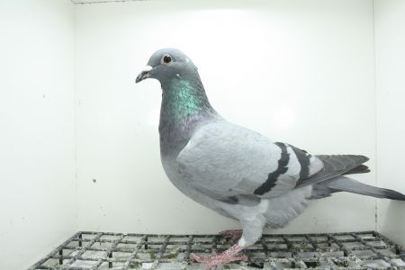 PL-0362-25-11477 Inbred na Linie Hurican 51 !!!