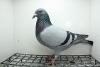 PL-0362-25-11479 Inbred Super ciemny 241 - 11 Lotnik Costa Del Sol  x Babka 5 Final OLR Giewont !!!