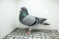 PL-0362-25-11483 Linia 241 x 474 i Córka Złotej Medalistki