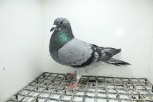 PL-0362-25-11483 Linia 241 x 474 i Córka Złotej Medalistki