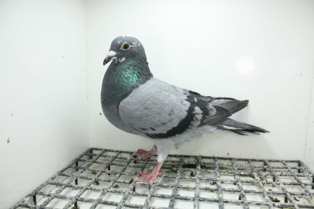 PL-0362-25-11483 Linia 241 x 474 i Córka Złotej Medalistki