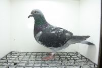 PL-0362-25-11486 Inbred Messi  x Linia Super Ciemny 241