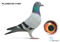 PL.0362-25-11491