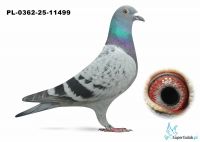 PL-0362-25-11499