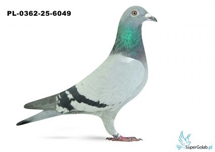 PL-0362-25-6049 WG Rejon VI Poznań