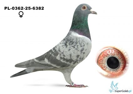 PL-0362-25-6382