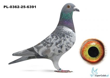 PL-0362-25-6391