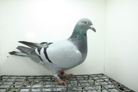 PL-0362-25-9408 Super Inbred TOP !!!