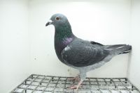 PL-0362-25-9415 Super Inbred Ciemny 241 !!!!