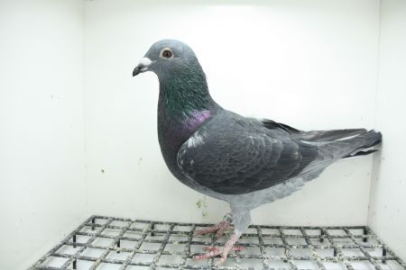 PL-0362-25-9415 Super Inbred Ciemny 241 !!!!